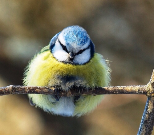 とにかく可愛い鳥の画像が集まったよ！写真