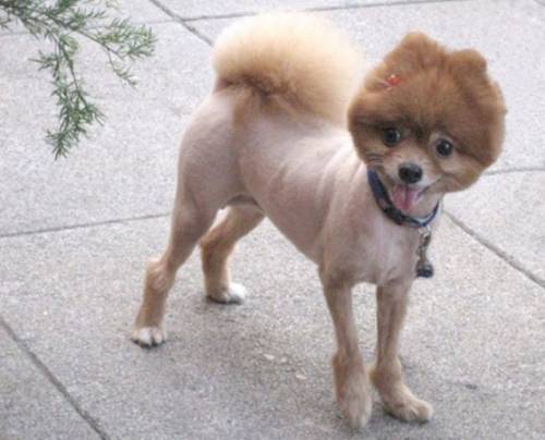 ヘアカットで失敗した惨めな動物たち