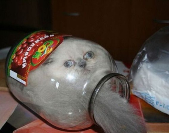 あらゆる容器に流れ込む猫技「液体流動の術」の写真