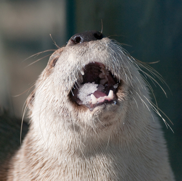 表情豊かなカワウソとラッコの写真