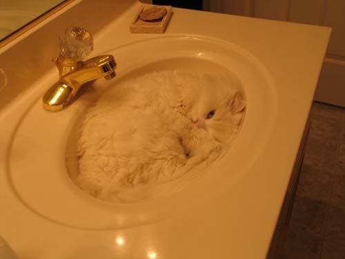 隠れるのが上手すぎる可愛い動物の画像