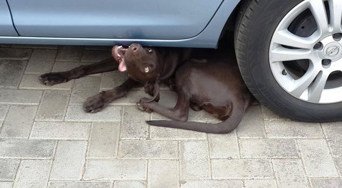 変顔や変な格好した犬の写真