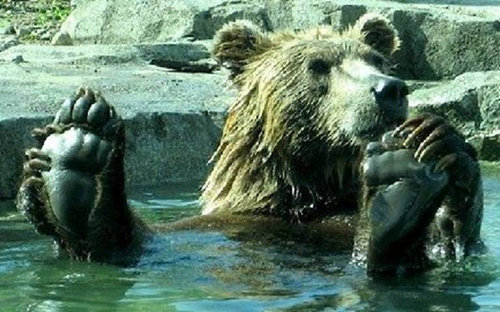 「最高に気持ちがいい！」という表情をした動物たちの写真