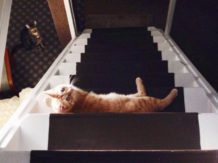 やっぱり可愛い猫の画像
