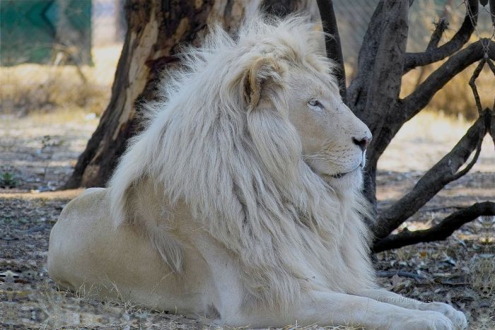 アフリカの野生動物たちの画像