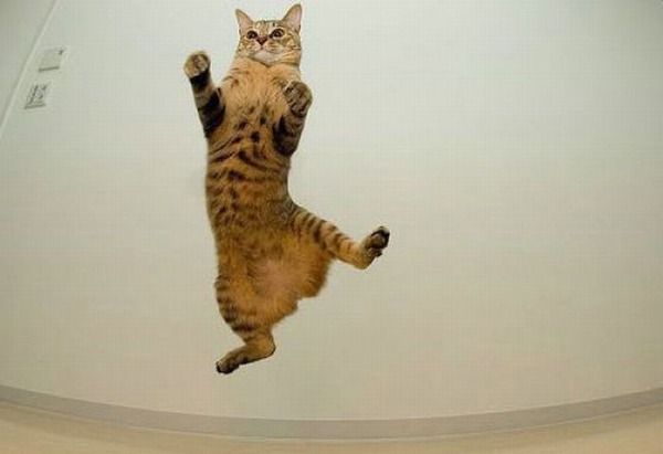 空中を飛行する可愛い猫たちの写真