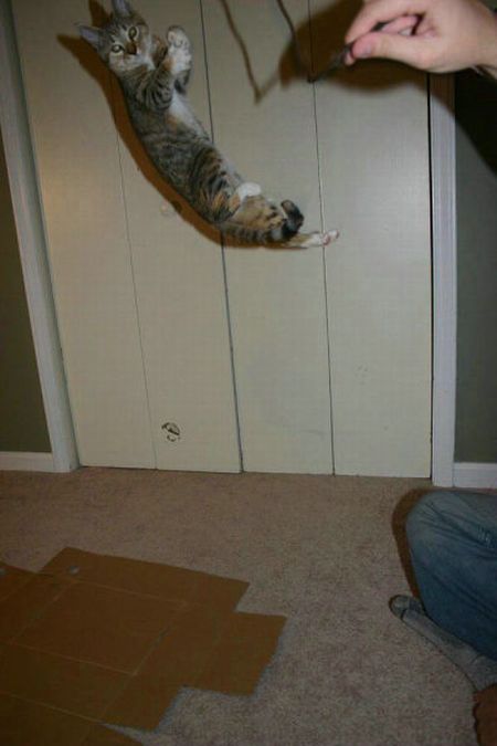 空中を飛行する可愛い猫たちの写真