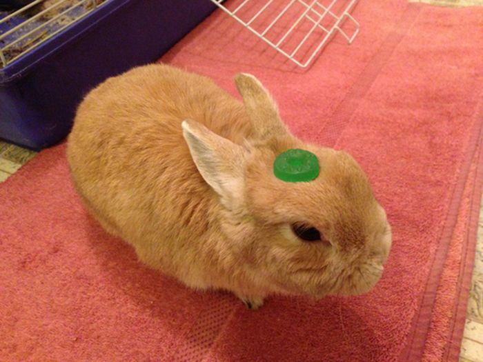 うちのウサギがおとなしいので頭にいろいろ乗せてみた写真