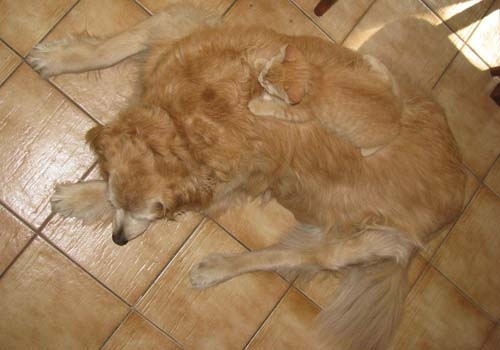 隠れるのが上手すぎる可愛い動物の画像