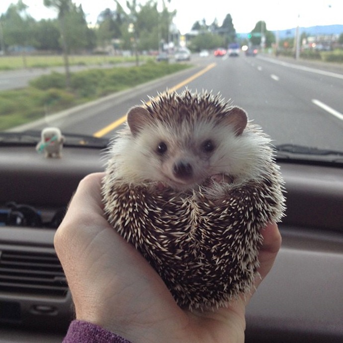 かわいいハリネズミには旅をさせる写真