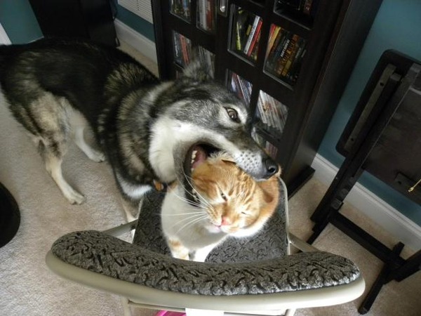 本当は仲良し？犬と猫が喧嘩している写真