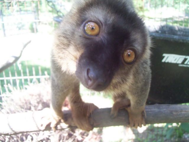 動物たちの可愛すぎる画像