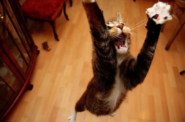 空中を飛行する猫たちの可愛い写真