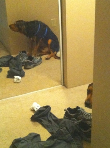 犬さんは、隠れるのが苦手！！と実感する写真