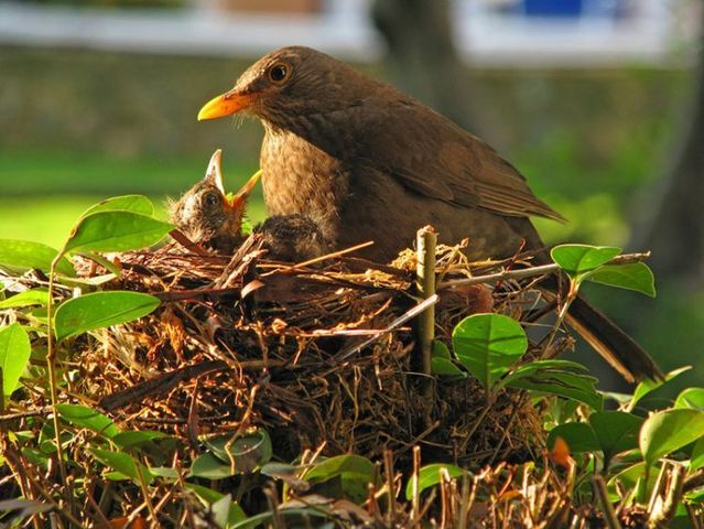 無茶苦茶かわいい動物たちに癒される写真