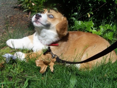 本当に可愛いコーギー犬の写真