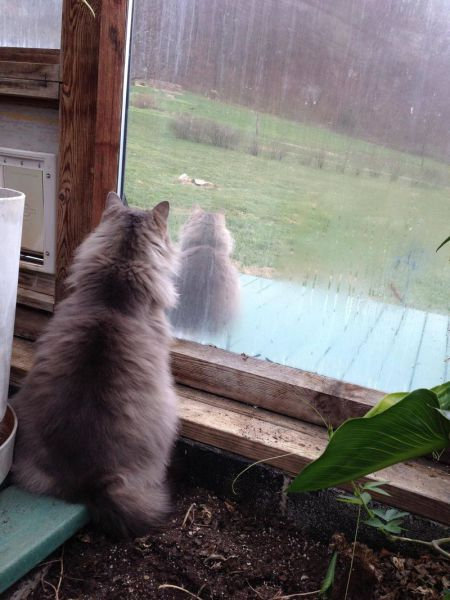 気になってしかたがない動物たちの写真