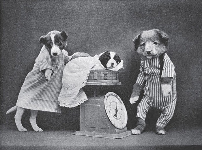 犬猫を擬人化したレトロな写真