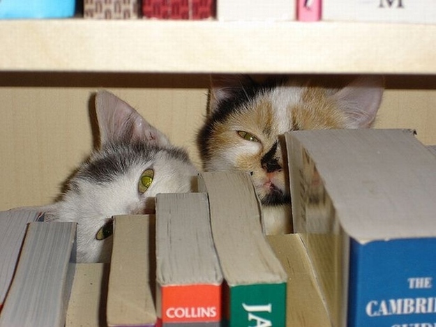 猫のかくれんぼ