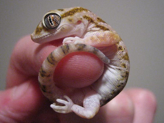 手乗り動物や虫たちが可愛い写真