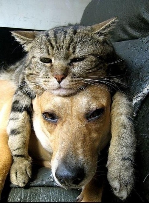 犬と猫が仲良しの可愛い写真