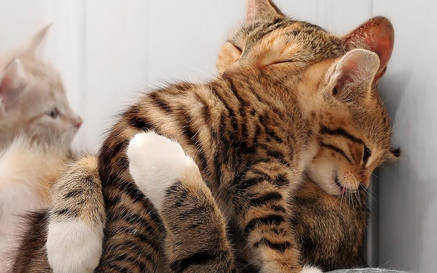 羨ましいくらいに仲のいい動物画像