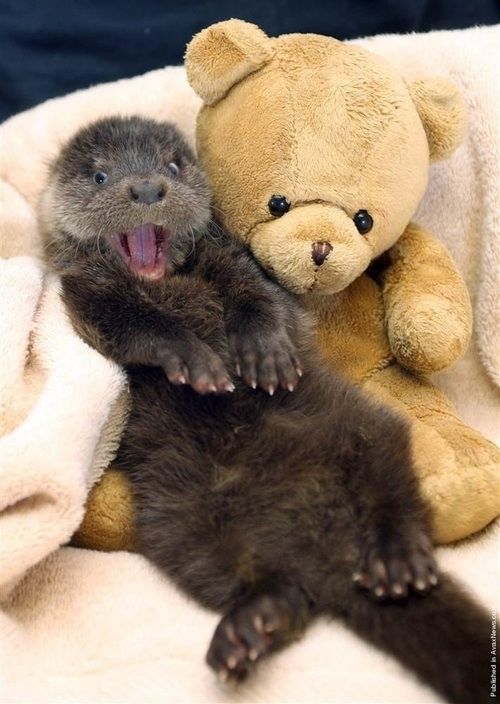 何だかほのぼのする動物の写真