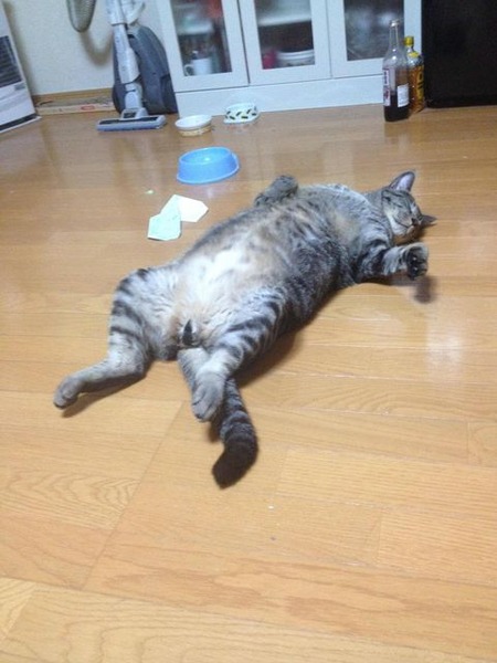 身震いするほど可愛い猫の画像