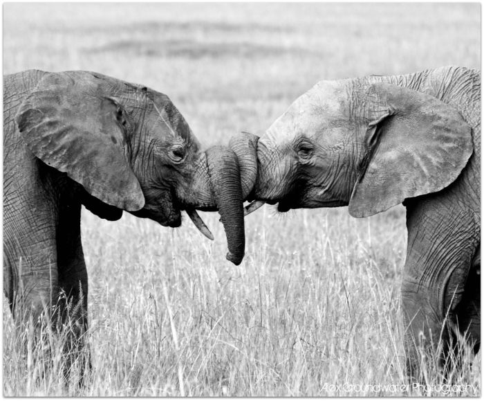 アフリカの野生動物たちの画像