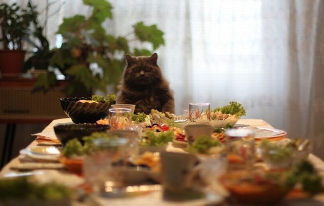 動物たちの本当に可愛らしい写真