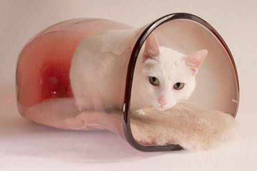 可愛い家の中にある猫の家