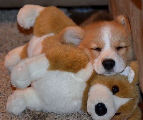 コーギー犬のやっぱり可愛い写真