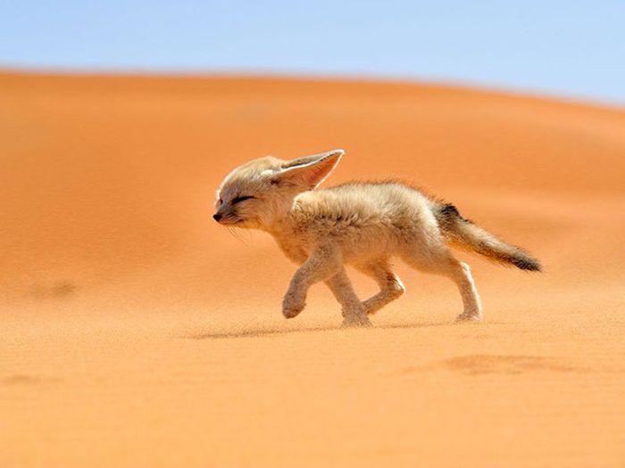 美しい野生の生き物の写真