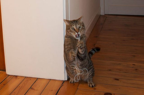 何かにおびえるキュートな動物たちの写真
