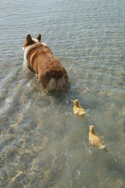 可愛い動物画像