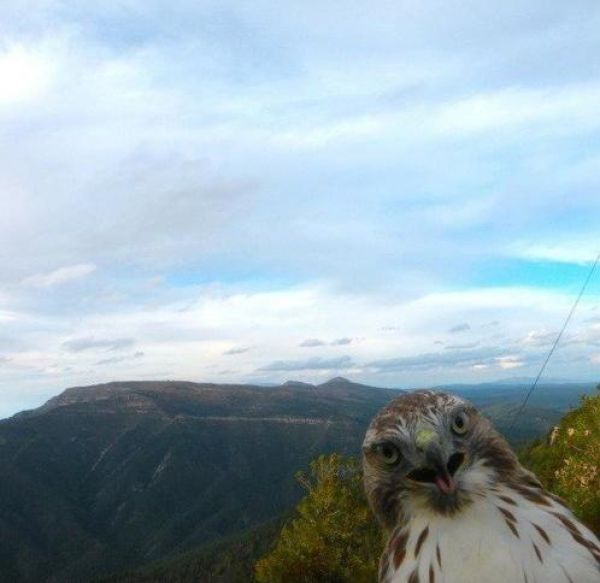 記念撮影好きな動物の写真