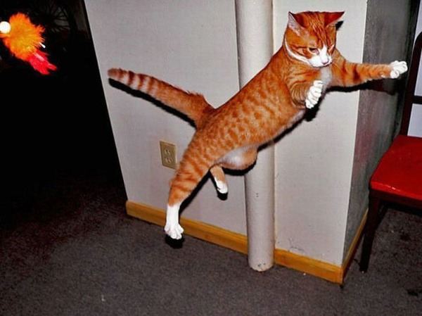 空中を飛行する可愛い猫たちの写真
