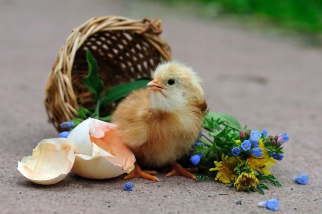 癒しの可愛い動物画像