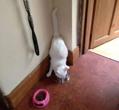 すごいポーズを決める動物たちの写真