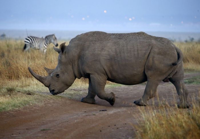 アフリカの野生動物たちの画像
