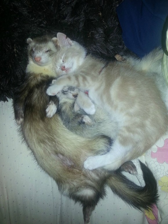 フェレットを多頭飼いしている飼い主が路上でさまよっている子猫を招き入れたらこうなった。