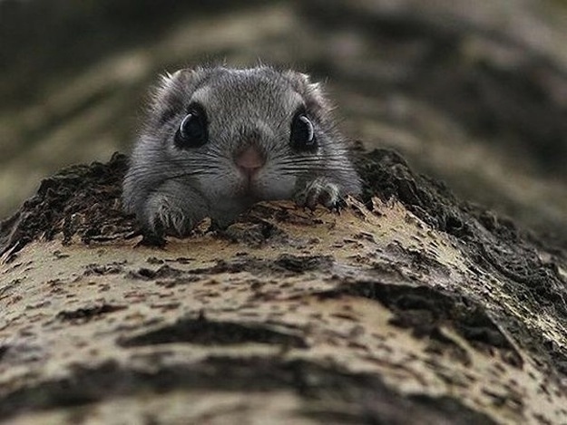 君たちに会いたがっている可愛い動物の写真