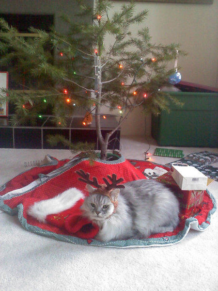 ちょっと笑えるクリスマスの写真