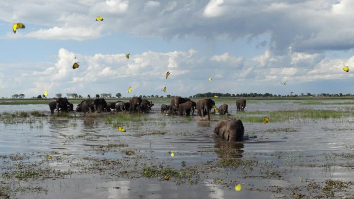 アフリカの野生動物たちの画像