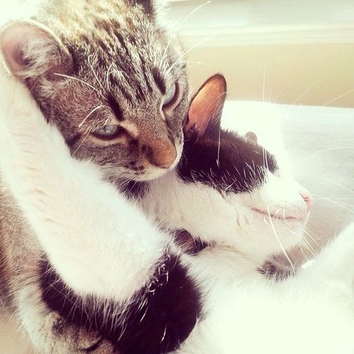 やっぱり可愛い猫の画像