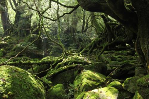 屋久島の神秘的自然が美しすぎる写真