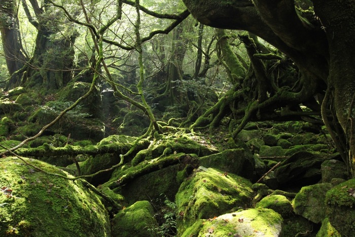 神秘的な屋久島の自然の写真