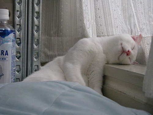 ぐっすり眠る動物たちの癒される写真