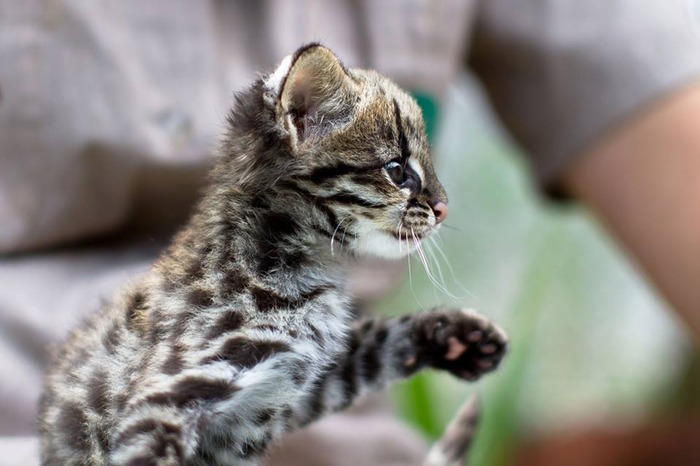 南米のジャガーネコがかわいい写真