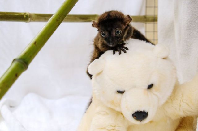 とてもキュートで可愛い動物の写真